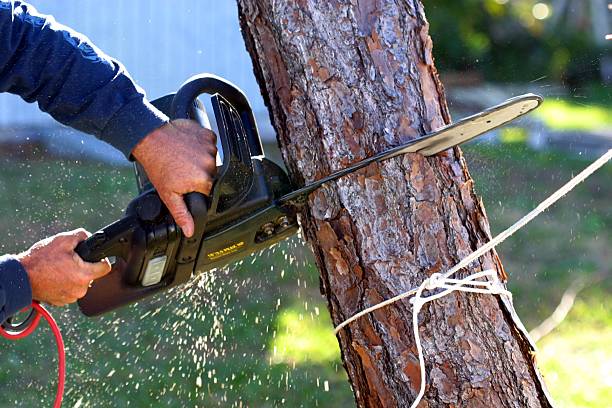 How Our Tree Care Process Works  in  Bonsall, CA