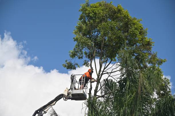 Reliable Bonsall, CA Tree Services Solutions