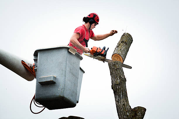 Tree and Shrub Care in Bonsall, CA